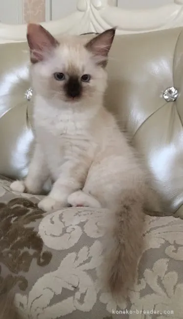 ID:1708-00826の子猫