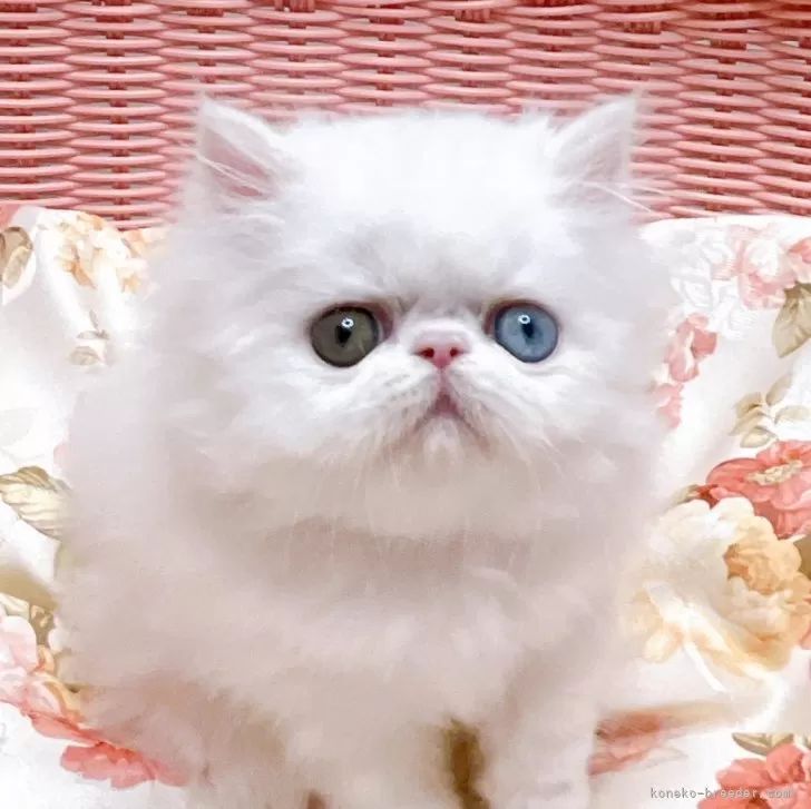 ID：2405-00950の子猫