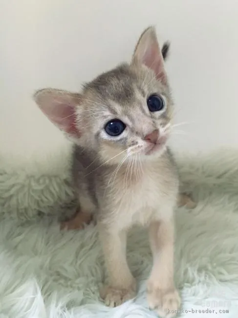 ID：1609-00039の子猫