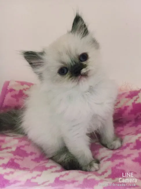 ID:1611-00939の子猫