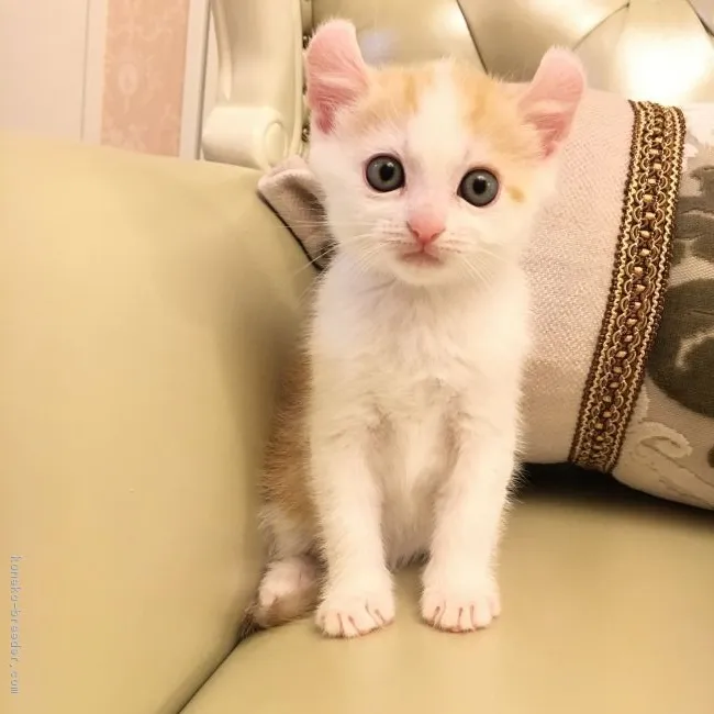 ID:1604-00320の子猫