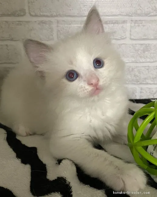 ID：2007-00033の子猫