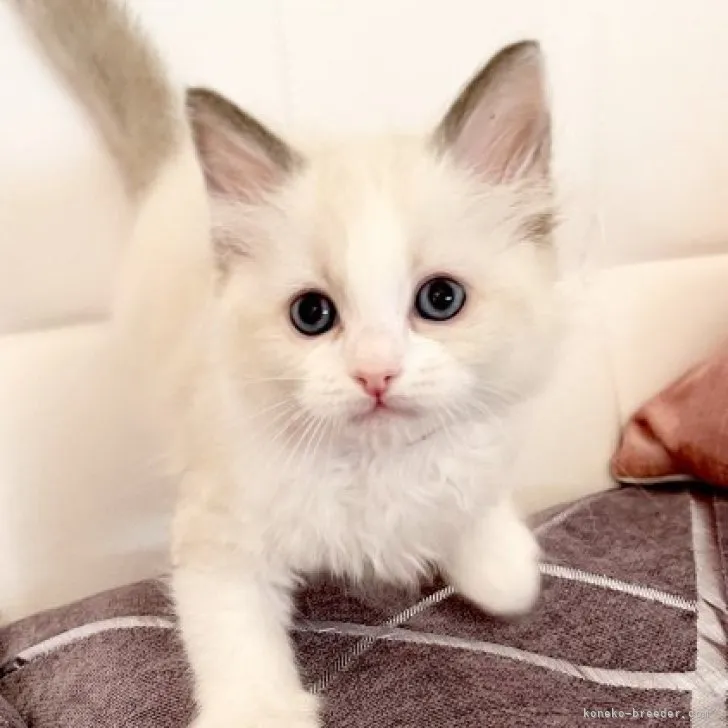 ID：2304-03340の子猫