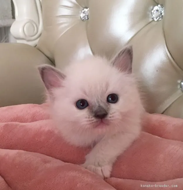ID:1802-00805の子猫