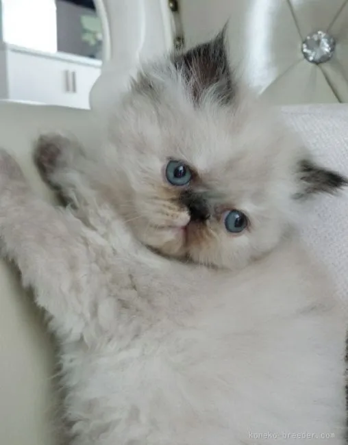ID:1512-00201の子猫