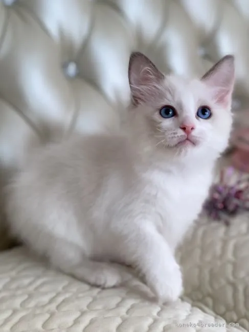 ID：2104-00820の子猫