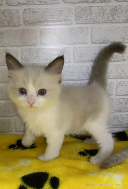 ID:2006-00060の子猫