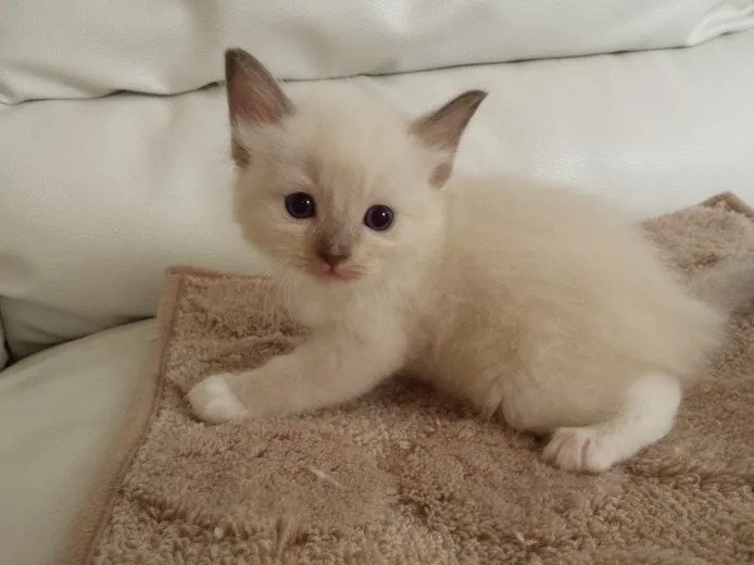 ID：1409-00203の子猫