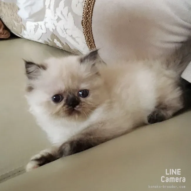 ID:1609-00778の子猫