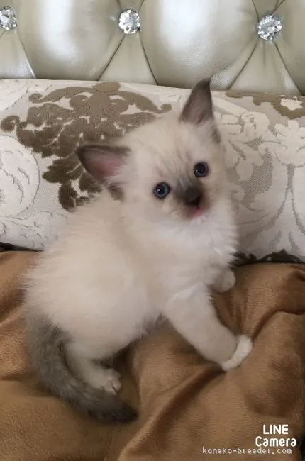 ID:1704-00432の子猫