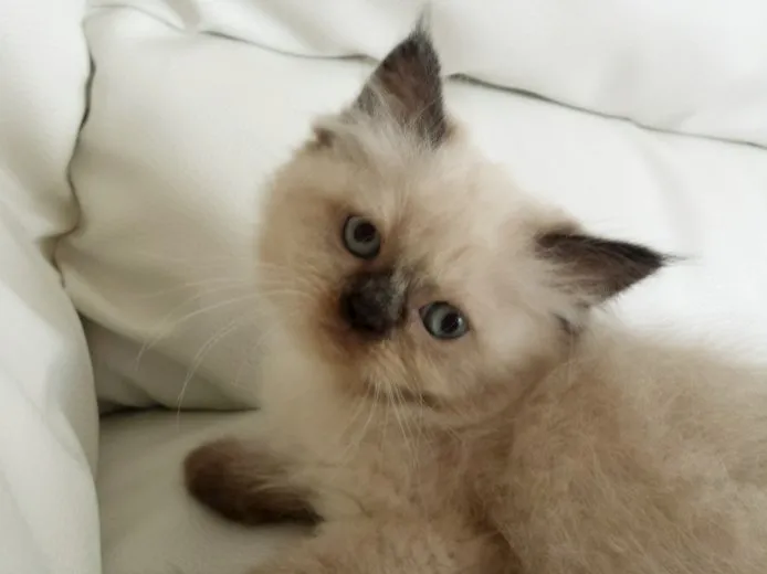 ID:1409-00091の子猫