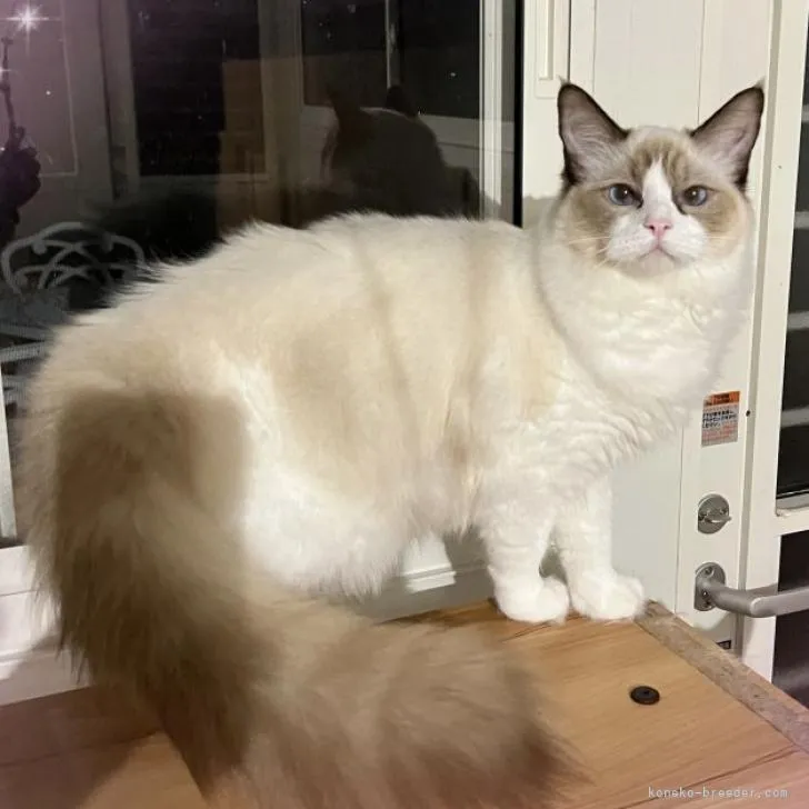 ID:2203-02086の子猫