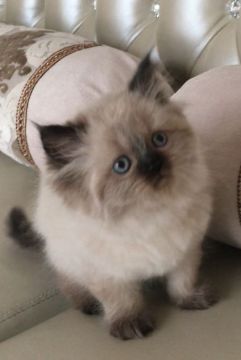 ヒマラヤン【静岡県・男の子・2018年1月9日・シールポイント】の写真「モコモコ君」