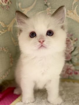 ラグドール【静岡県・男の子・2020年11月8日・シールポイントバイカラー】の写真「少し垂れ目の可愛い男の子💕」