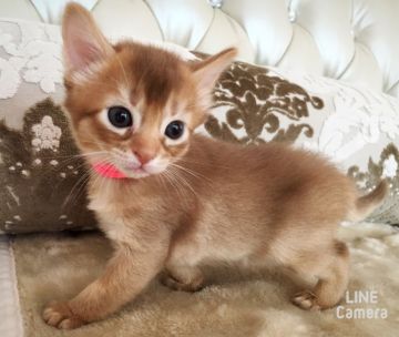 ソマリ【静岡県・女の子・2016年6月28日・レッド】の写真「大きな目の可愛い子」