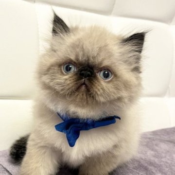 ヒマラヤン【静岡県・男の子・2023年2月6日・シールポイント】の写真「お目メクリクリ可愛い子。」