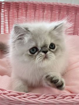 ヒマラヤン【静岡県・女の子・2021年12月17日・ブルーリンクスポイント】の写真「甘ちゃん💕」