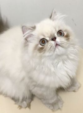 ヒマラヤン【静岡県・男の子・2019年5月7日・ブルーリンクスポイント】の写真「タレ目の可愛い子」