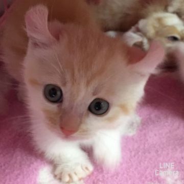 キンカロー【静岡県・男の子・2016年7月21日・カメオタビーアンドホワイト（ショート）】の写真「超短足の男の子」