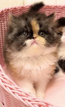エキゾチックロングヘア【静岡県・女の子・2022年1月24日・ブラウンパッチドタビーアンドホワイト】の写真「ちょっぴりお鼻の高めの可愛い女の子💕」