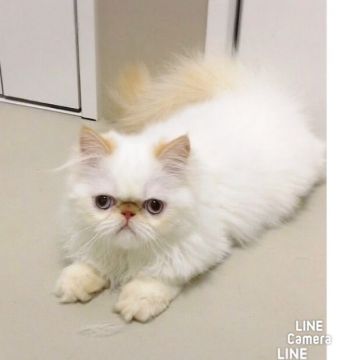 ヒマラヤン【静岡県・男の子・2016年12月16日・フレームポイント】の写真「とっても甘えん坊な可愛い男の子」