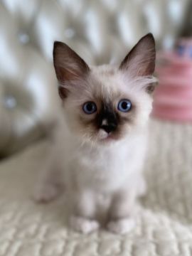 ラグドール【静岡県・男の子・2021年2月10日・シールポイントミテッド】の写真「甘ちゃん💙」