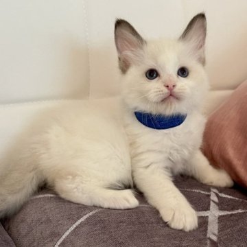 ラグドール【静岡県・男の子・2023年3月16日・シールポイントバイカラー】の写真「イケメン君🌟」
