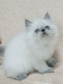 ヒマラヤン【静岡県・男の子・2015年5月8日・ブルーポイント】の写真「」