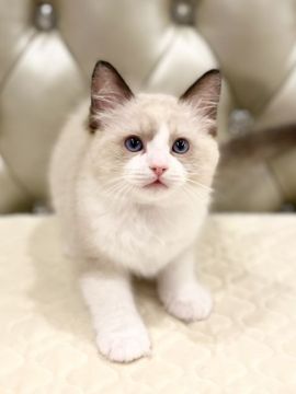 ラグドール【静岡県・男の子・2022年1月25日・シールポイントバイカラー】の写真「丸顔の可愛い子🍀」