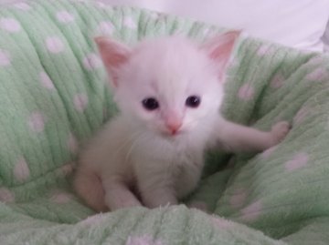 ラグドール【静岡県・男の子・2014年8月22日・クリームポイント】の写真「ヤンチャ君♪」