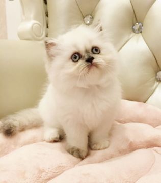 ヒマラヤン【静岡県・女の子・2018年7月17日・ブルークリームポイント】の写真「ふわふわお餅」