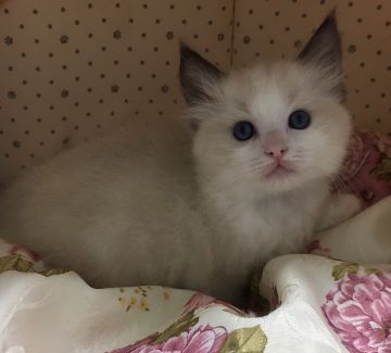 ラグドール【静岡県・男の子・2018年10月29日・シールポイントバイカラー】の写真「ふわふわ王子」