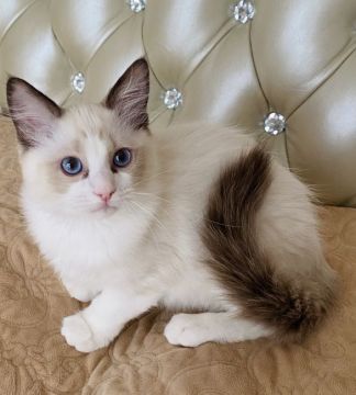ラグドール【静岡県・女の子・2019年11月2日・シールポイントバイカラー】の写真「美猫さん💗」