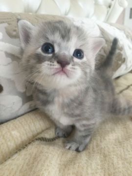 ナポレオン(ミヌエット)【静岡県・女の子・2016年3月14日・ブルーパッチドタビー】の写真「おっとりさん♪」