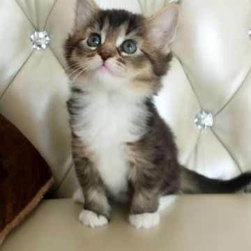 ソマリと、ノルウェージャンのミックス【静岡県・女の子・2016年3月6日・ブラウンアンドホワイト系】の写真「ソマリ似の女の子✨」