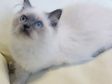 ヒマラヤン【静岡県・女の子・2014年8月25日・ブルーポイント】の写真「おっとりさん♡」