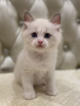 ラグドール【静岡県・男の子・2021年6月1日・ブルーポイントバイカラー】の写真「おっとり君」