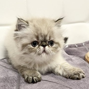 ヒマラヤン【静岡県・女の子・2023年2月6日・シールリンクスポイント】の写真「甘ちゃん🥰」