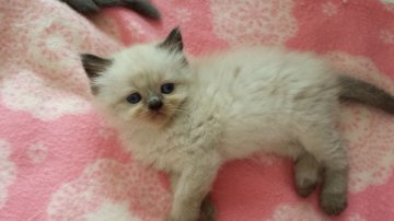 ヒマラヤン【静岡県・女の子・2014年8月9日・シーポイント】の写真「オチャメさん♪」