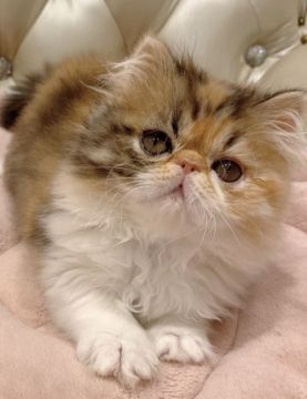 エキゾチックショートヘア【静岡県・女の子・2019年10月10日・キャリコ（ロング）】の写真「ふわふわ可愛い女の子🌸」