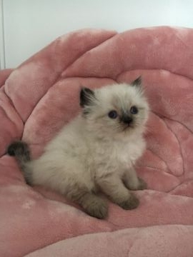 ヒマラヤン【静岡県・男の子・2018年1月20日・シールポイント】の写真「おっとり君」