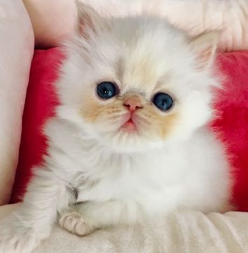 ヒマラヤン【静岡県・男の子・2018年9月4日・クリームポイント】の写真「甘ちゃん(=^x^=)」