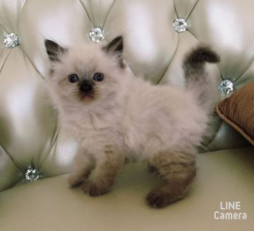 ヒマラヤン【静岡県・男の子・2016年5月13日・シールポイント】の写真「綺麗な毛色」