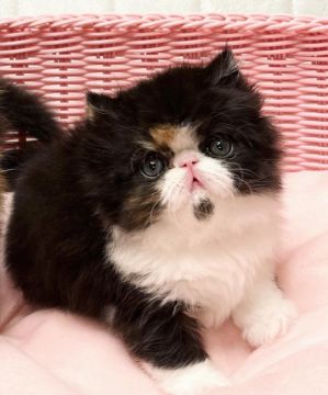 エキゾチックロングヘア【静岡県・女の子・2022年1月24日・キャリコ】の写真「とっても甘ちゃんな瞳の可愛い女の子💕」