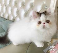 エキゾチックロングヘア