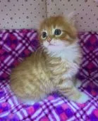 アメリカンカール【静岡県・女の子・2019年11月6日・レッドタビーアンドホワイト】の写真2「12月23日撮影」