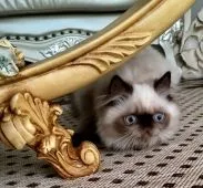 ヒマラヤン【静岡県・男の子・2019年4月27日・シールポイント】の写真2「8月21日撮影」