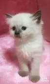 ヒマラヤン【静岡県・男の子・2016年12月8日・シールポイント】の写真2