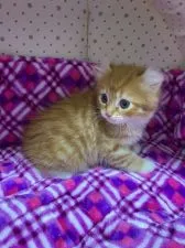 アメリカンカール【静岡県・女の子・2019年11月6日・レッドタビーアンドホワイト】の写真3「12月23日撮影」