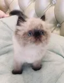 ヒマラヤン【静岡県・男の子・2019年4月27日・シールポイント】の写真4「6月17日撮影」